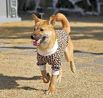 Photo of Aron