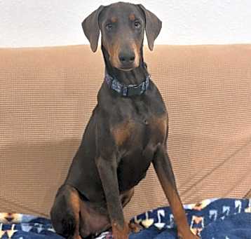 Photo of Trooper