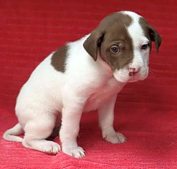 Photo of Cora