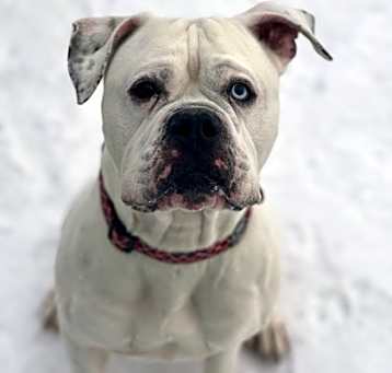 Photo of Ace
