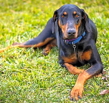 Photo of Gypsy Dawn
