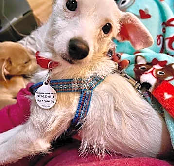 Photo of Willow