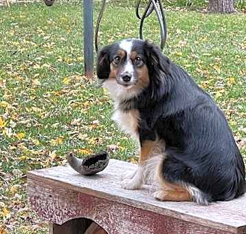 Photo of Piper