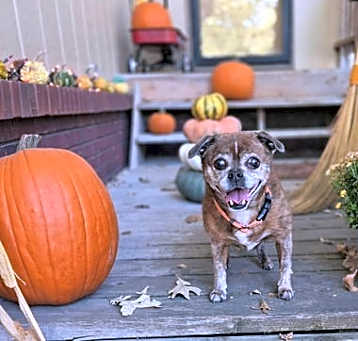 Photo of Lady