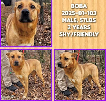 Photo of 2025-01-103 *Boba*