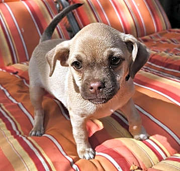Photo of Cannoli