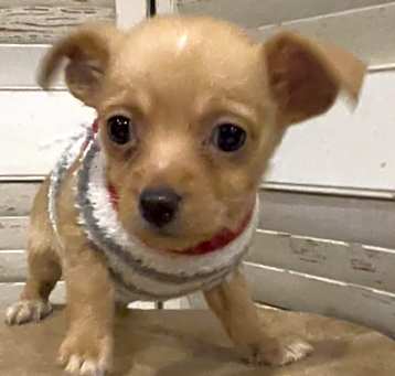 Photo of Mini mouse
