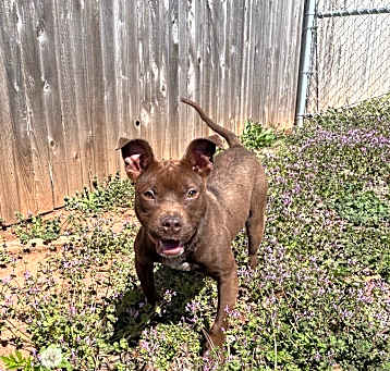 Photo of Stella
