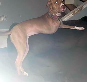Photo of Stella