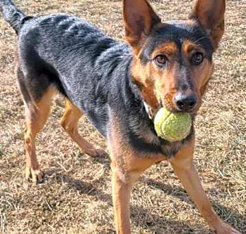 Photo of Stella