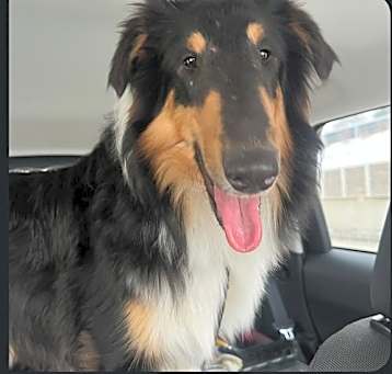 Photo of Beau