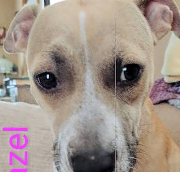 Photo of Hazel