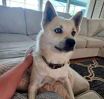 Photo of Koda