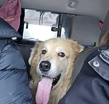 Photo of Charlie - sanctuary dog