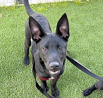 Photo of Nala