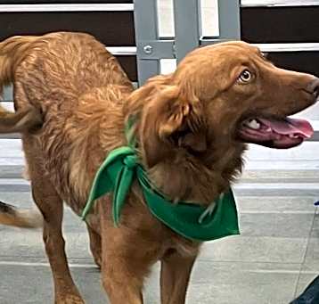 Photo of Ginger