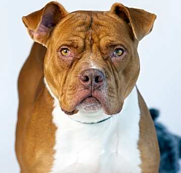 Photo of Lucius
