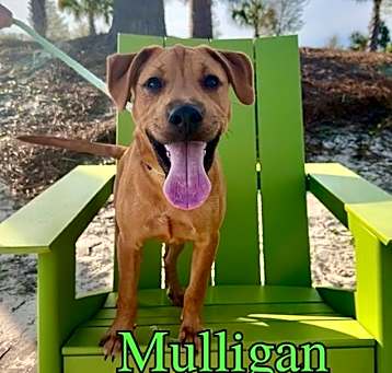 Photo of Mulligan