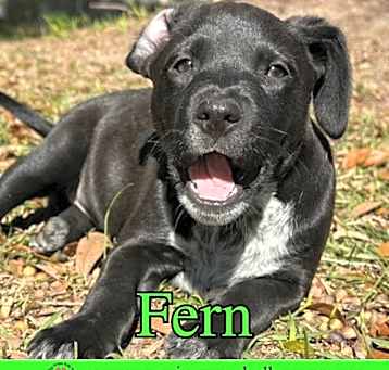 Photo of Fern