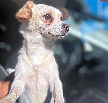 Photo of Daisy