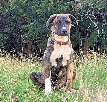 Photo of Juniper
