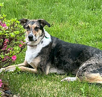 Photo of Nala