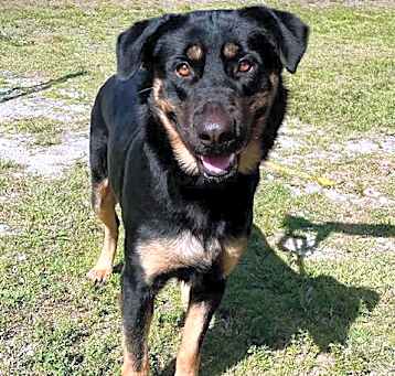 Photo of BOWSER