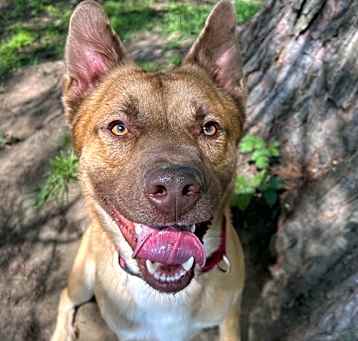 Photo of Hermes (mcas)