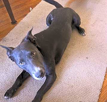 Photo of EMERGENCY - NEEDS FOSTER TODAY