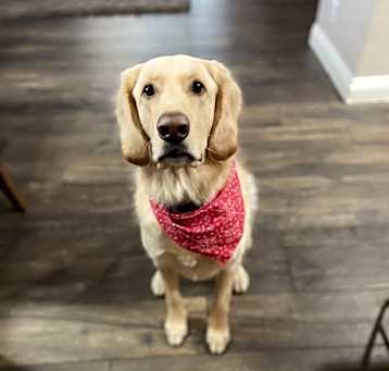 Photo of Brodie