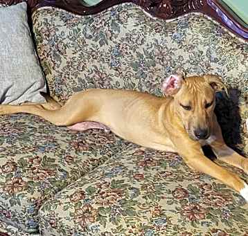 Photo of Desi