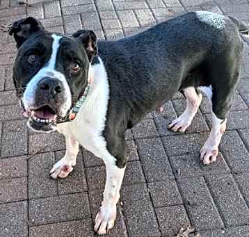 Photo of Brandy
