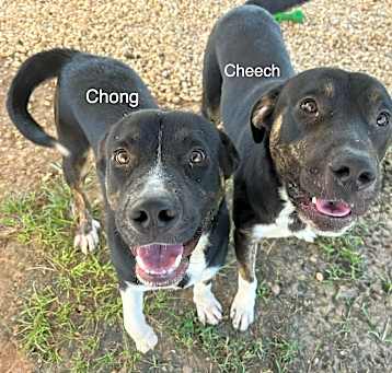Photo of Cheech