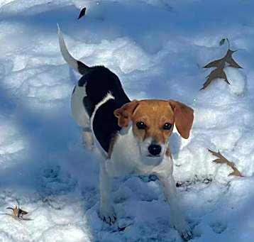 Photo of Pippy