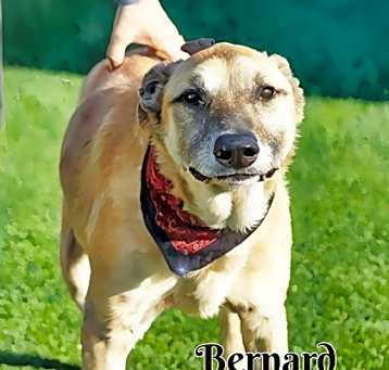 Photo of Bernard