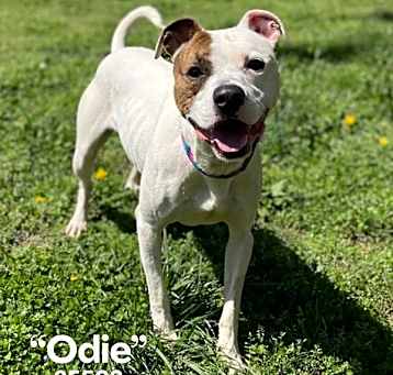 Photo of Odysseus
