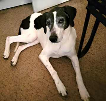 Photo of Elsie (in foster)