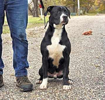 Photo of Hondo