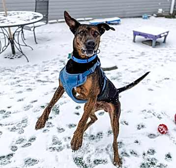 Photo of Bruiser