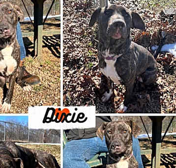 Photo of Dixie