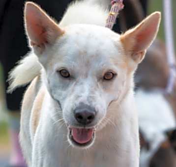 Photo of Lombard (Soi Dog)