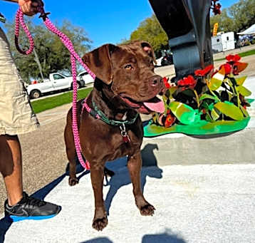 Photo of Puddin IN FOSTER