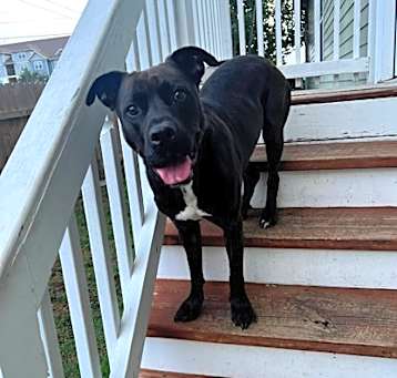 Photo of Annie IN FOSTER