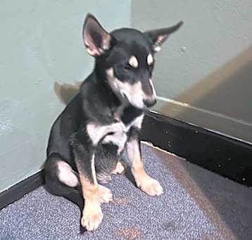 Photo of Pebbles