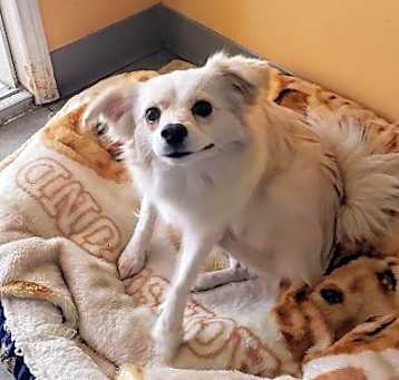 Photo of Nala