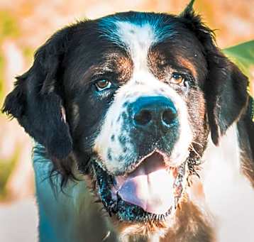 Photo of Remington