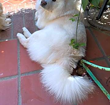 Photo of Marcello