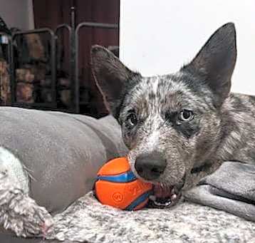 Photo of Rocky