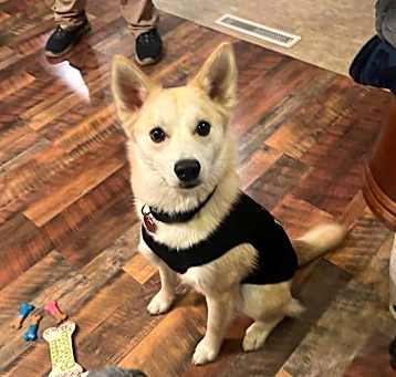 Photo of Bruno