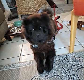Photo of Minkie